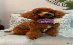 Toy Poodle dogs for sale: Lala - Image 4