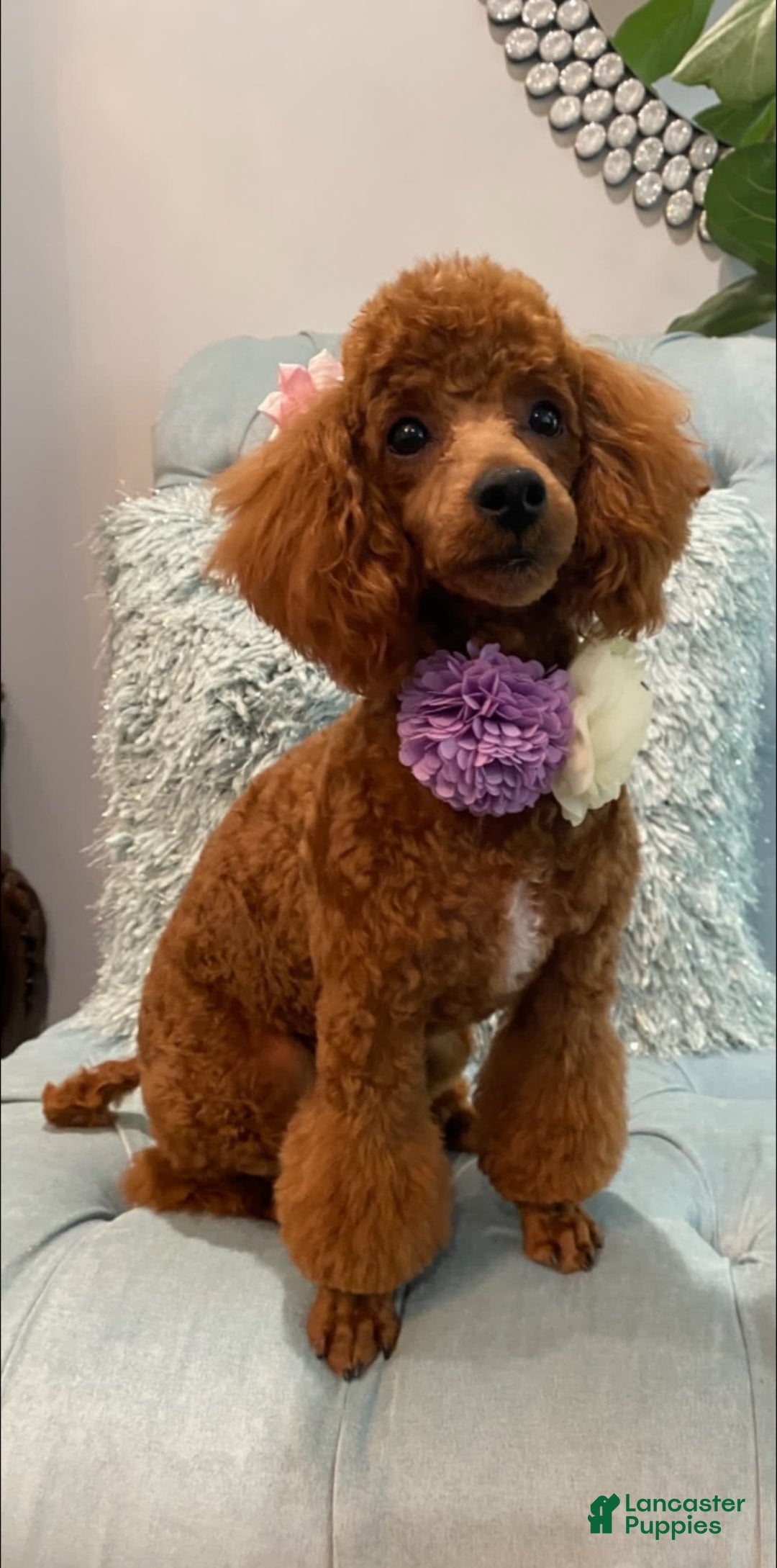 Toy Poodle dogs for sale: Lala - Image 4