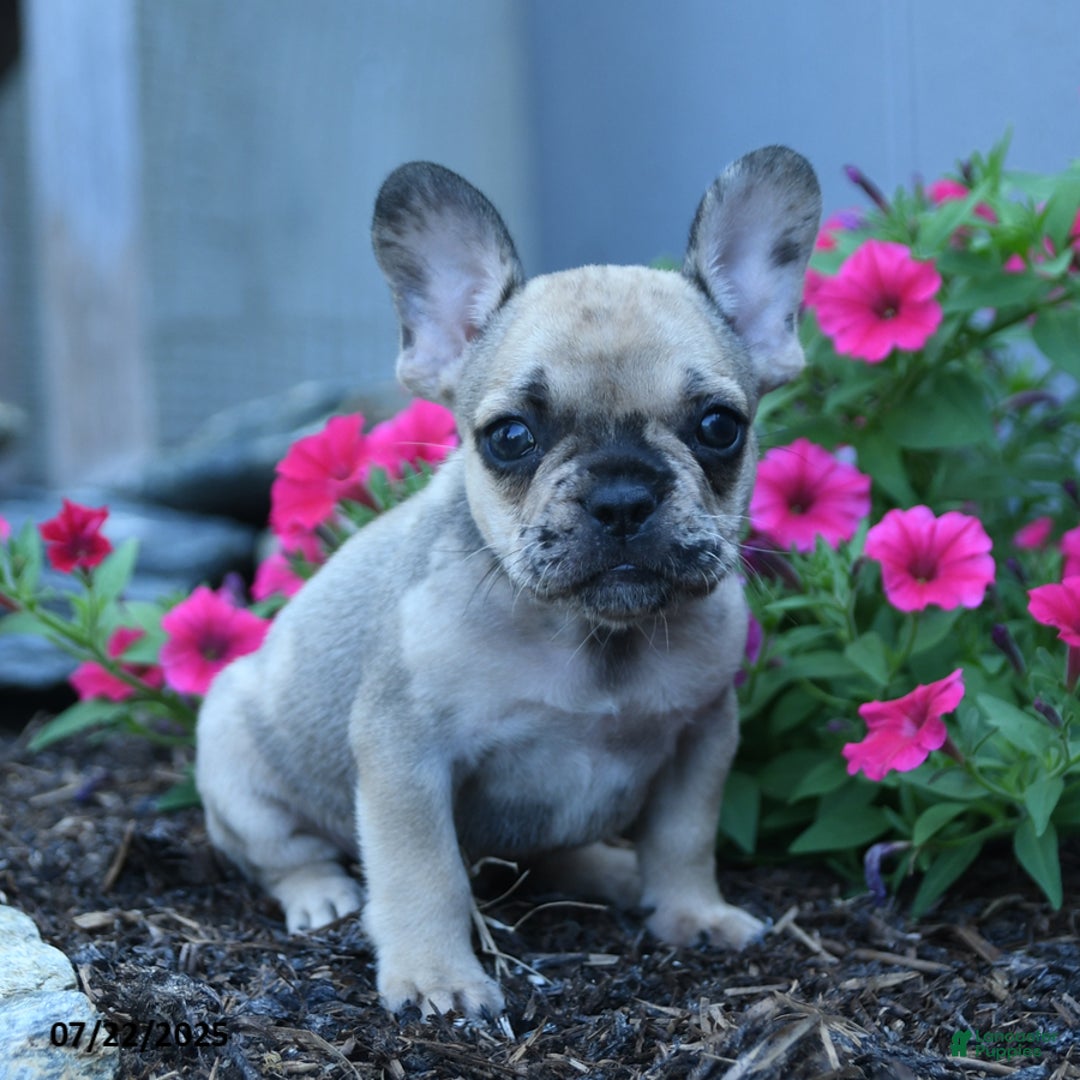 French Bulldog dogs for sale: London - Image 1