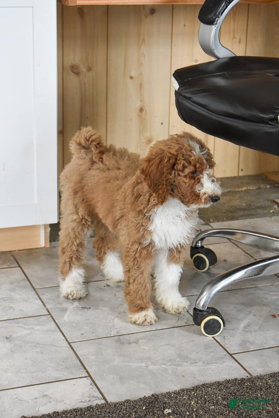 Goldendoodle dogs for sale: Stella - Image 4