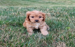 Cavapoo dogs for sale: Rusty - Image 12