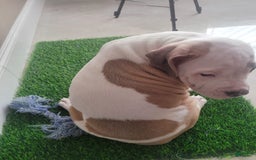 American Bully dogs for sale: Love Patch - Image 2