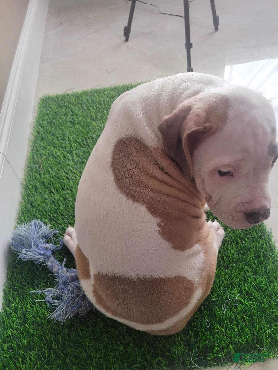 American Bully dogs for sale: Love Patch - Image 2