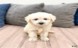 Mini Goldendoodle dogs for sale: Benny - Image 5