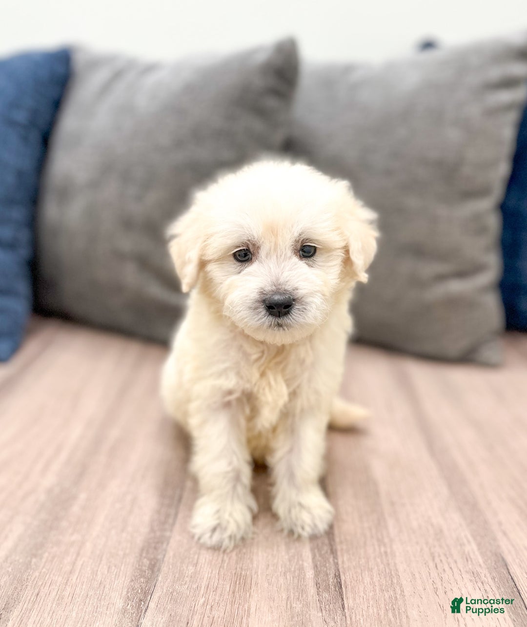 Mini Goldendoodle dogs for sale: Benny - Image 5