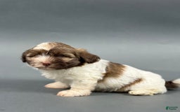 Havanese dogs for sale: ODEN - Image 6