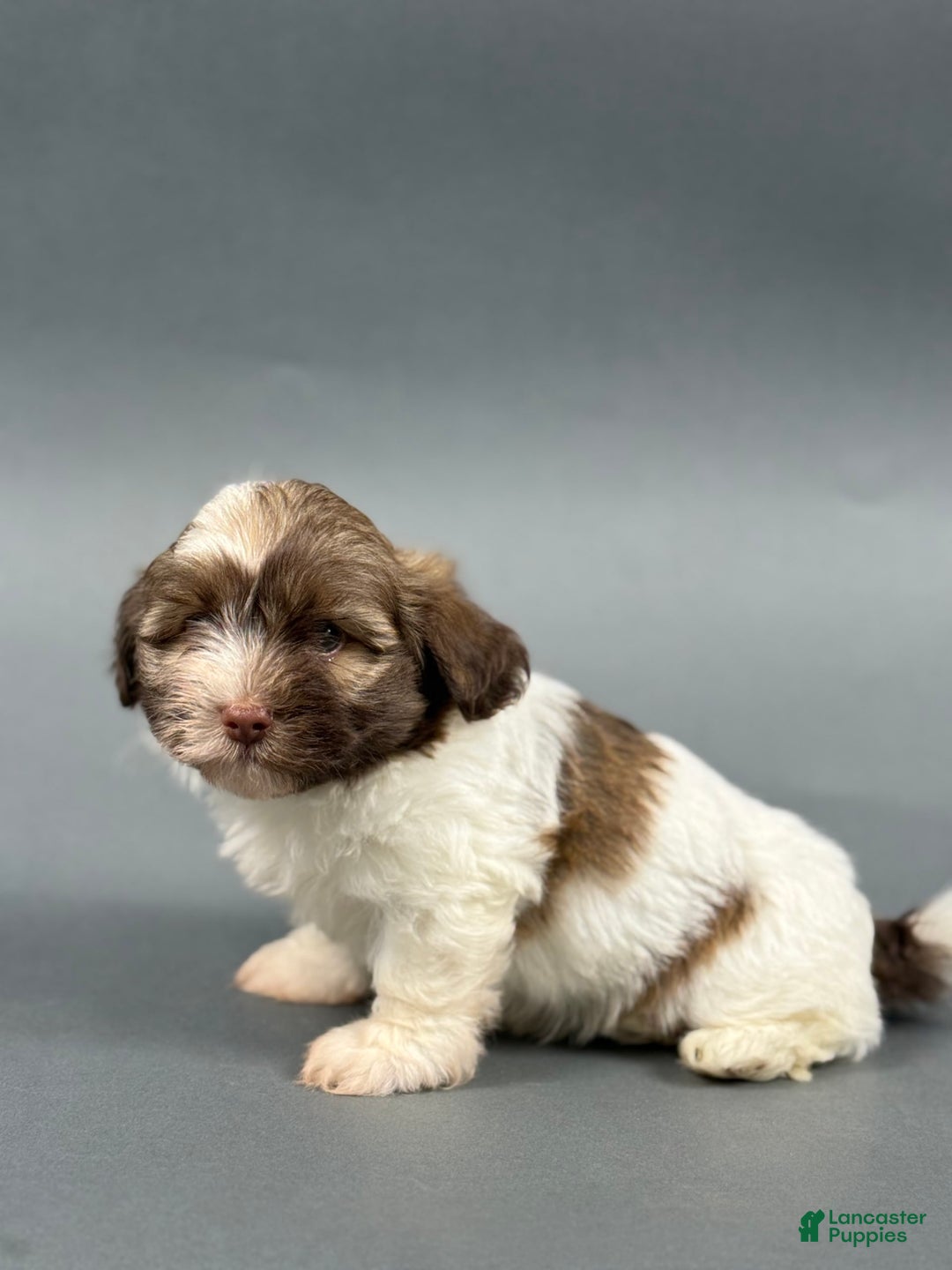 Havanese dogs for sale: ODEN - Image 6