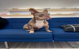 French Bulldog dogs for sale: Dj - Image 8