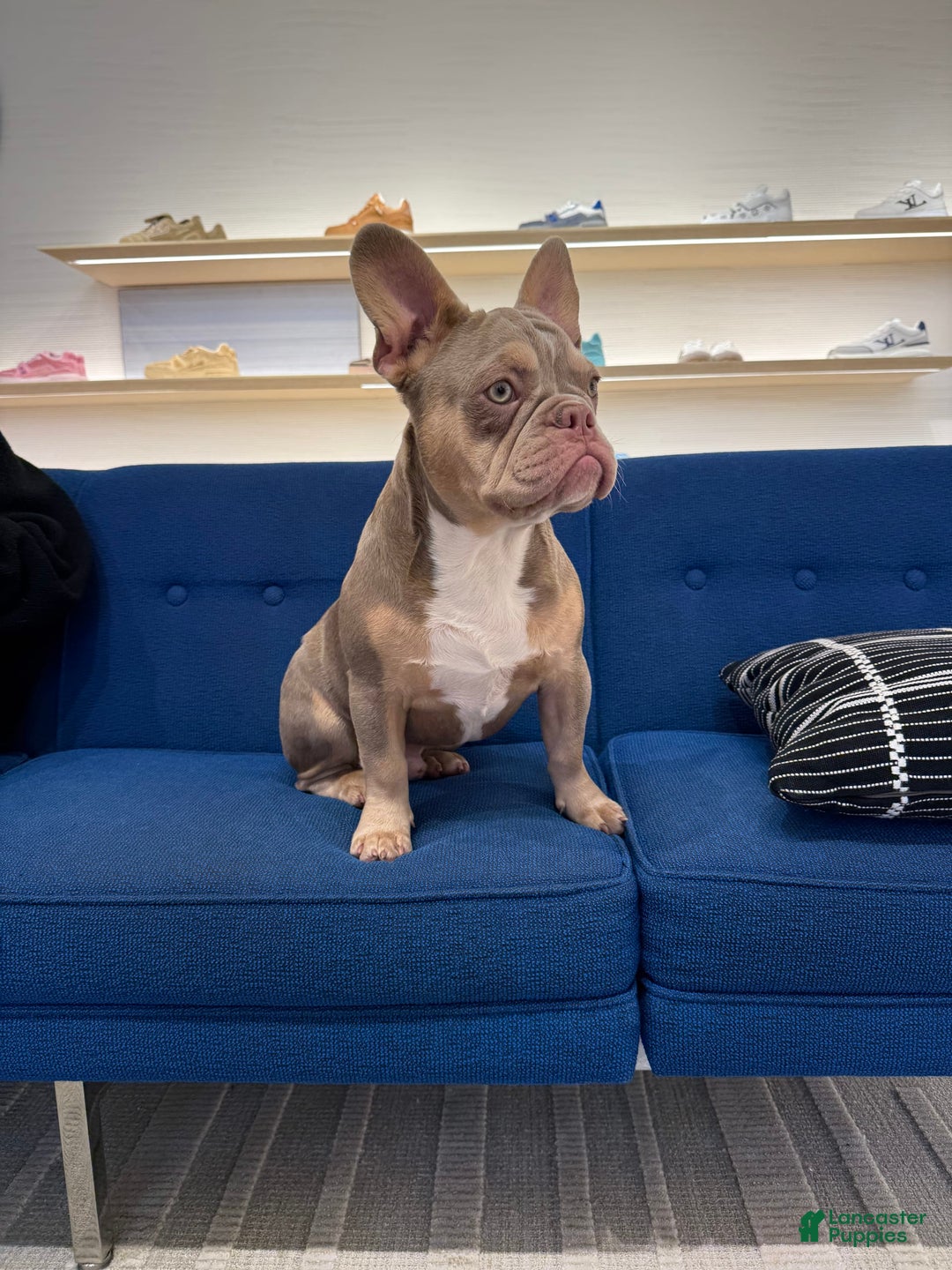 French Bulldog dogs for sale: Dj - Image 8