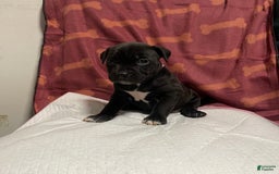 American Bully dogs for sale: Tokyo - Image 2