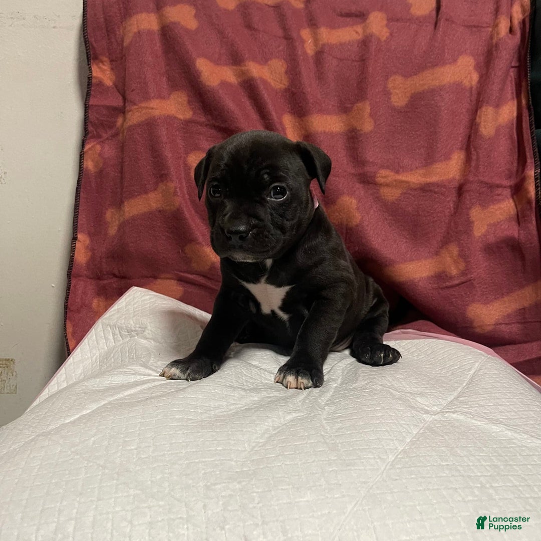 American Bully dogs for sale: Tokyo - Image 2