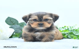 Shorkie dogs for sale: Luke - Image 2