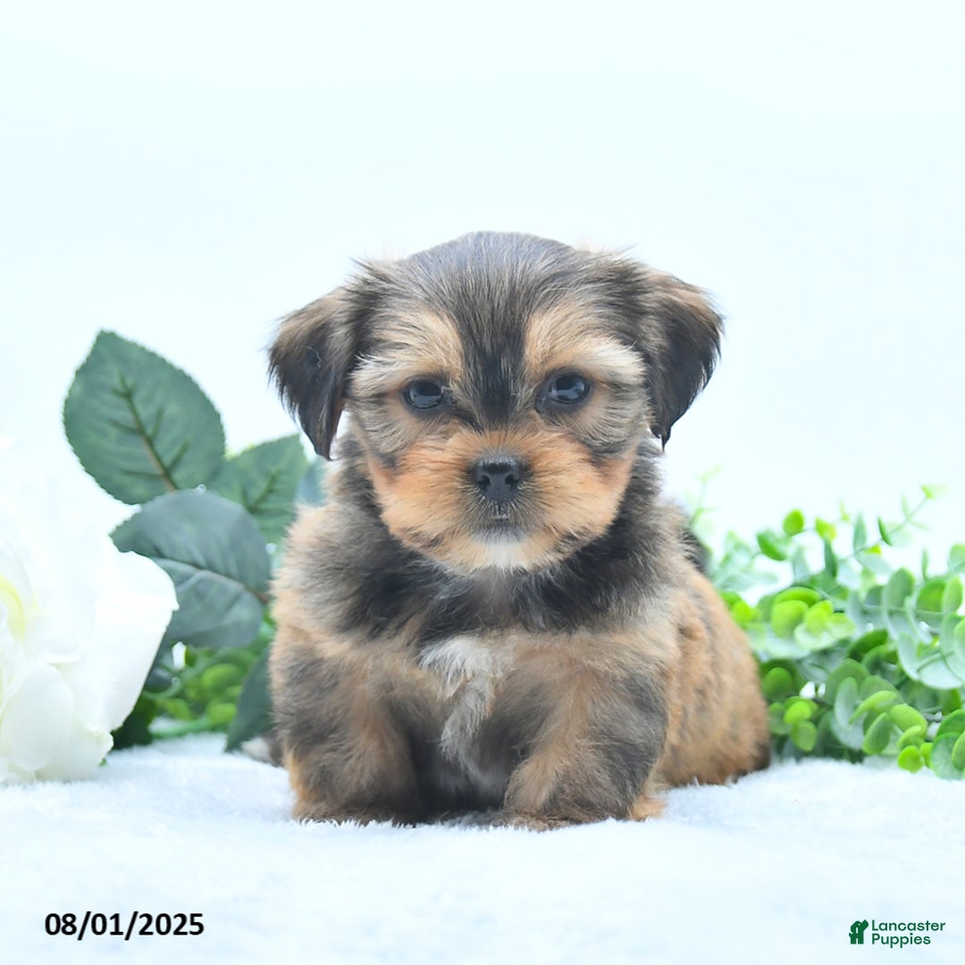Shorkie dogs for sale: Luke - Image 2