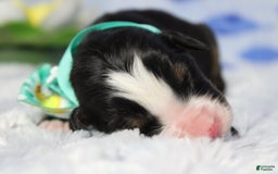 Bernese Mountain Dog dogs for sale: Cherrio - Image 19