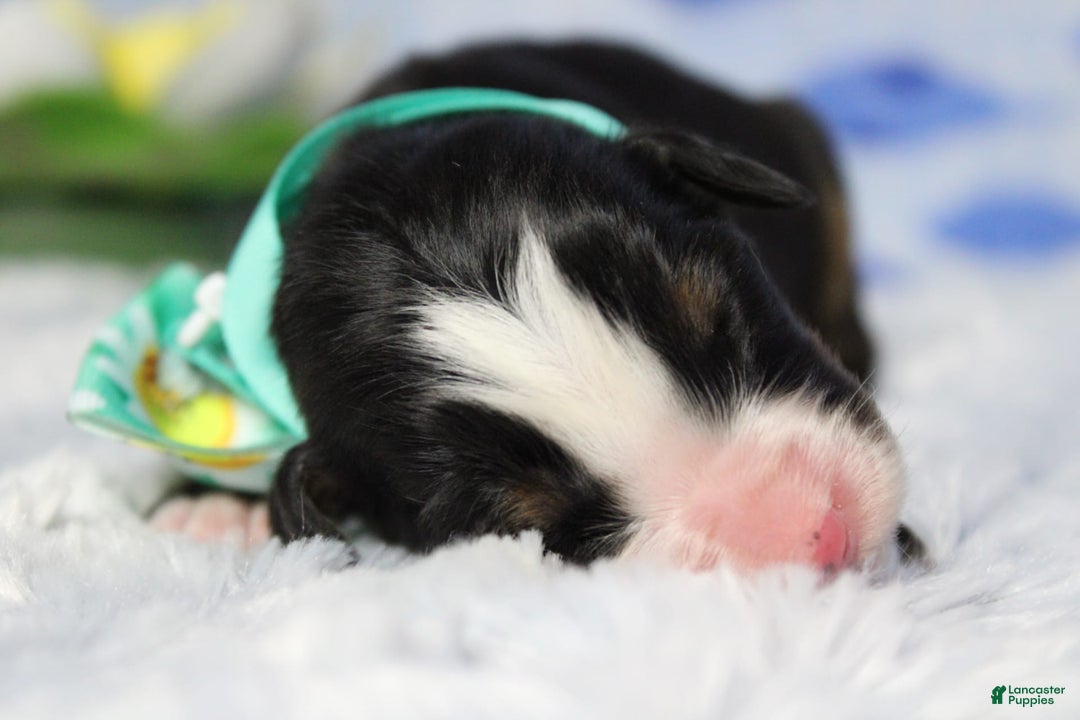 Bernese Mountain Dog dogs for sale: Cherrio - Image 19