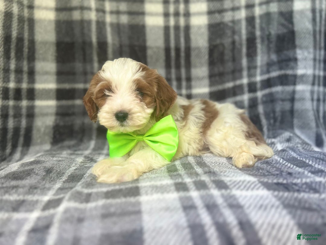 Cavapoo dogs for sale: Cheeto - Image 4