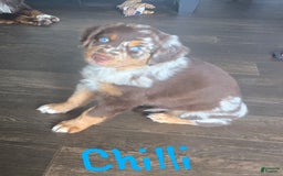 Australian Shepherd dogs for sale: Chilli - Image 1