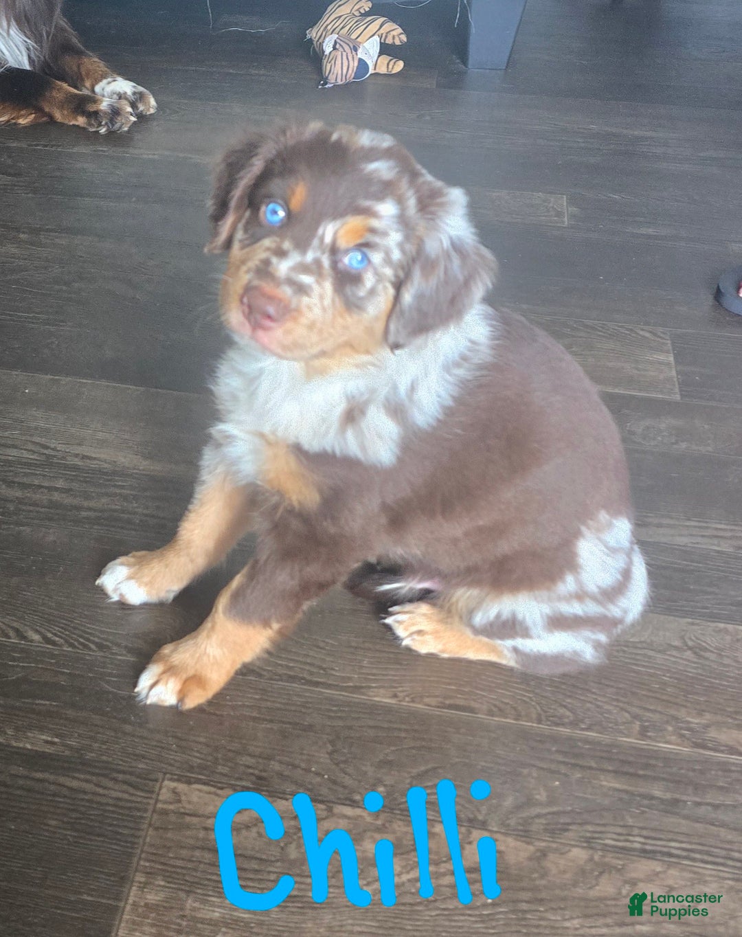 Australian Shepherd dogs for sale: Chilli - Image 1