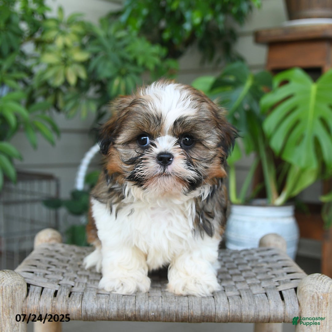 Shih Tzu dogs for sale: Marley - Image 3