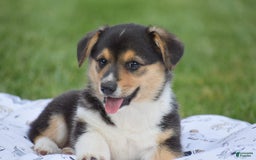 Welsh Corgi Pembroke dogs for sale: Roman - Image 3