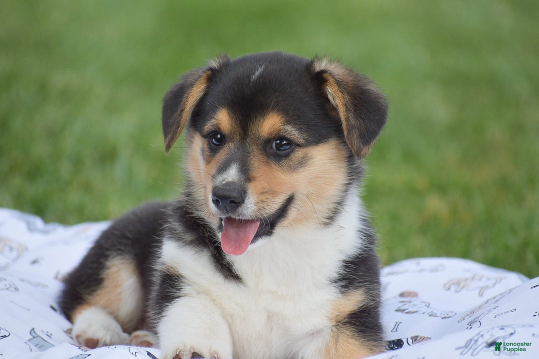 Welsh Corgi Pembroke dogs for sale: Roman - Image 3
