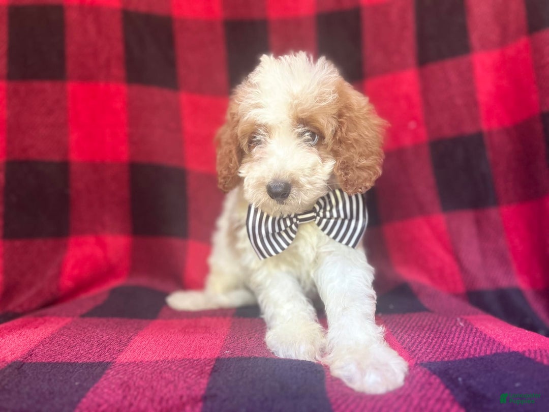 Cavapoo dogs for sale: Jammer - Image 2