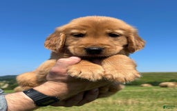 Golden Retriever dogs for sale: Honey - Image 2