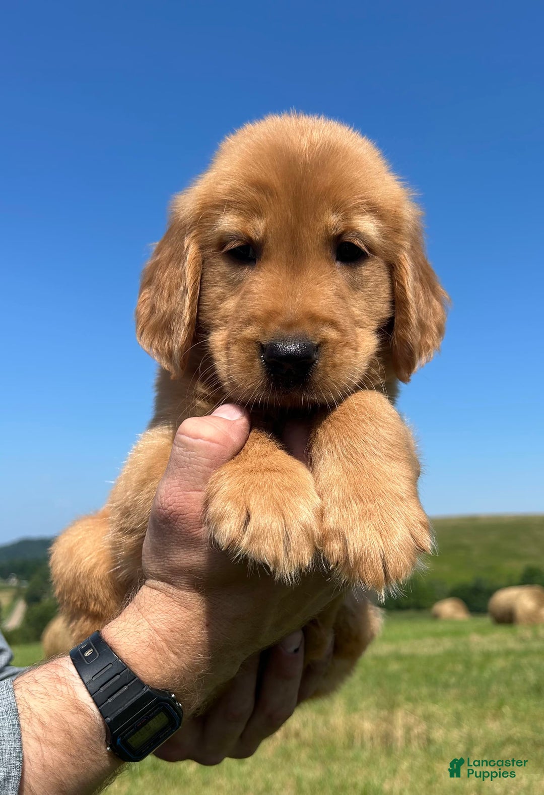 Golden Retriever dogs for sale: Honey - Image 2