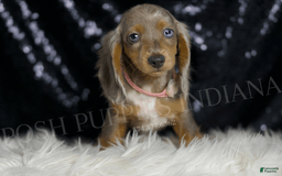 Miniature Dachshund dogs for sale: Lani - Image 7