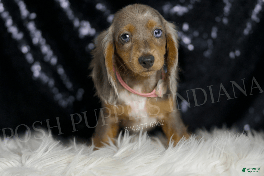 Miniature Dachshund dogs for sale: Lani - Image 7