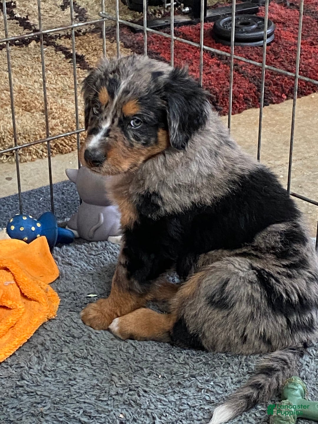 Australian Shepherd dogs for sale: Wyatt Earp - Image 4