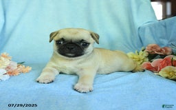 Pug dogs for sale: Bingo - Image 3