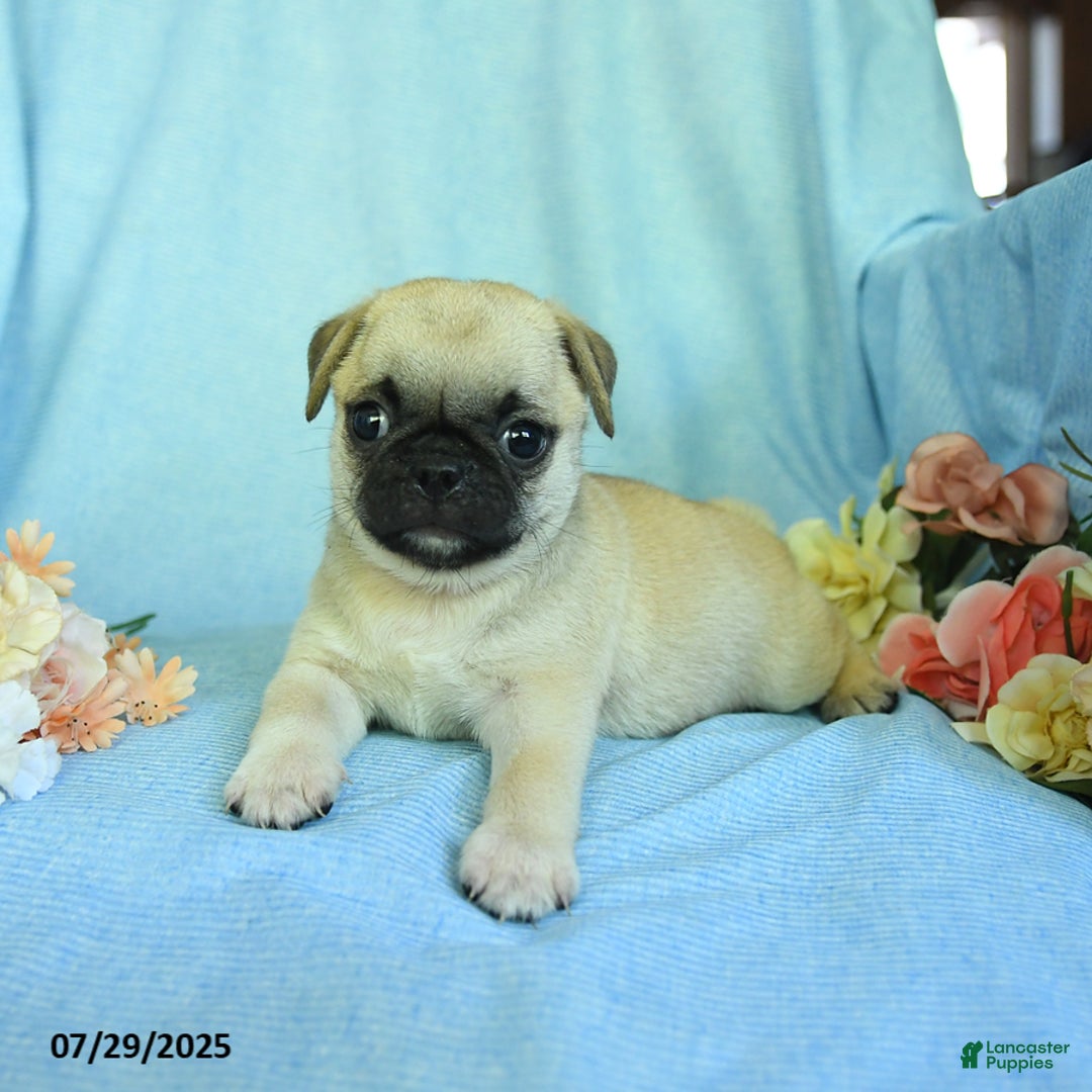 Pug dogs for sale: Bingo - Image 3
