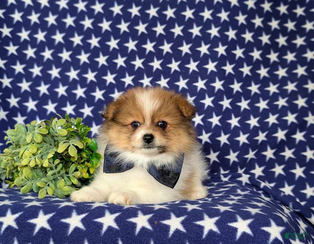 Pomeranian dogs for sale: Diesel Toy Size - Image 6