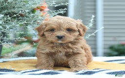 Cockapoo dogs for sale: Karter - Image 4
