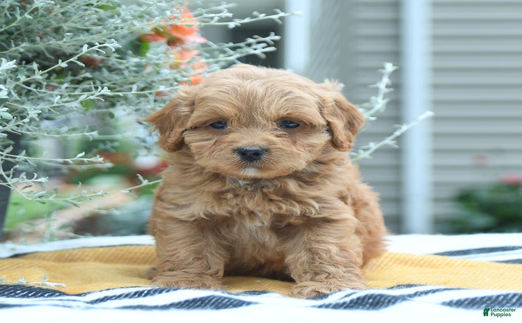 Cockapoo dogs for sale - Ad 5