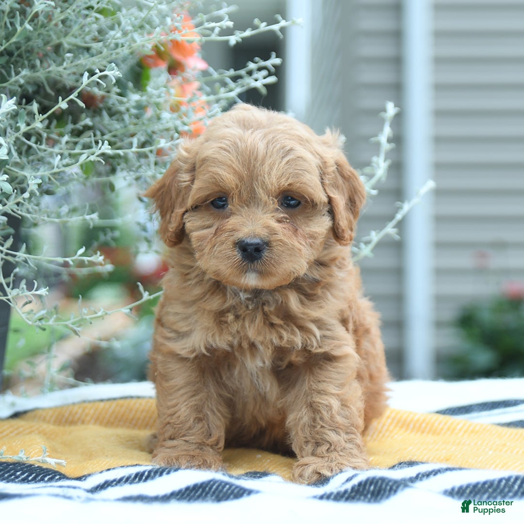 Cockapoo dogs for sale: Karter - Image 4