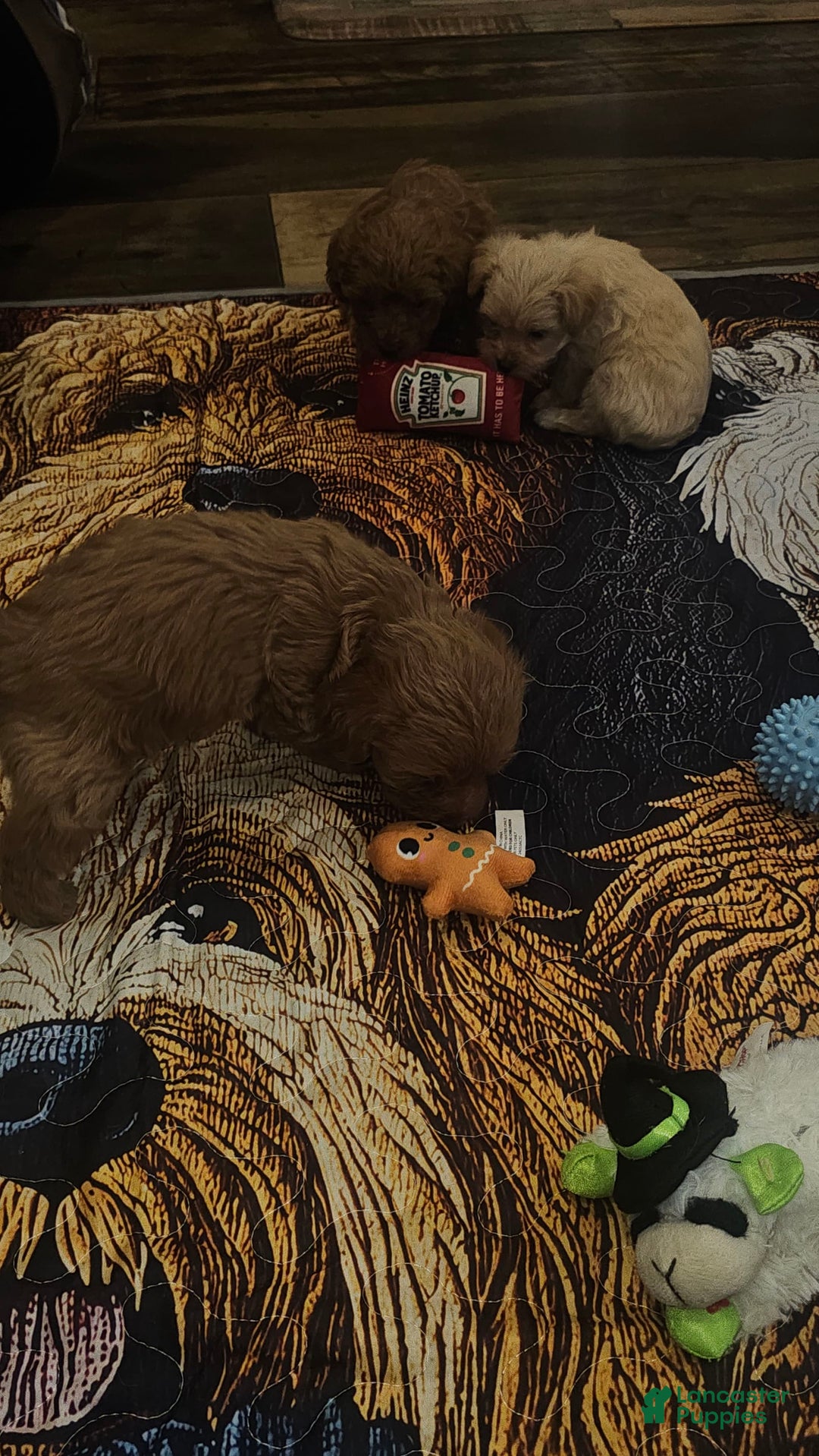 Yorkiepoo dogs for sale: Red - Image 6