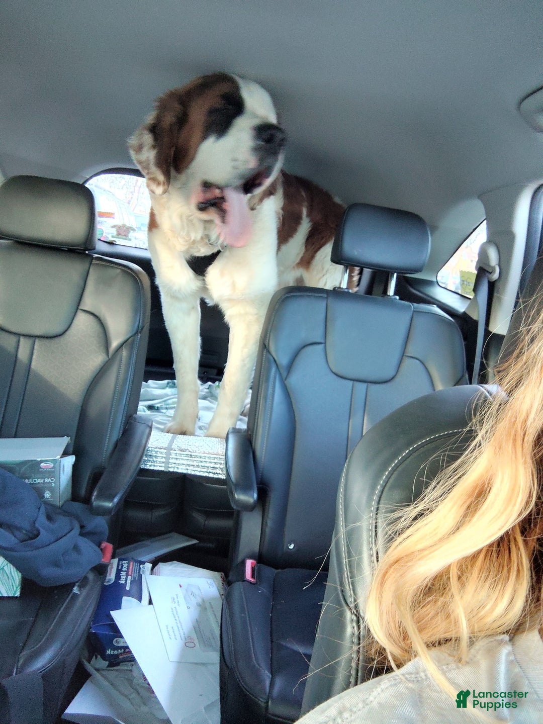Saint Bernard dogs for sale: Puppy - Image 5