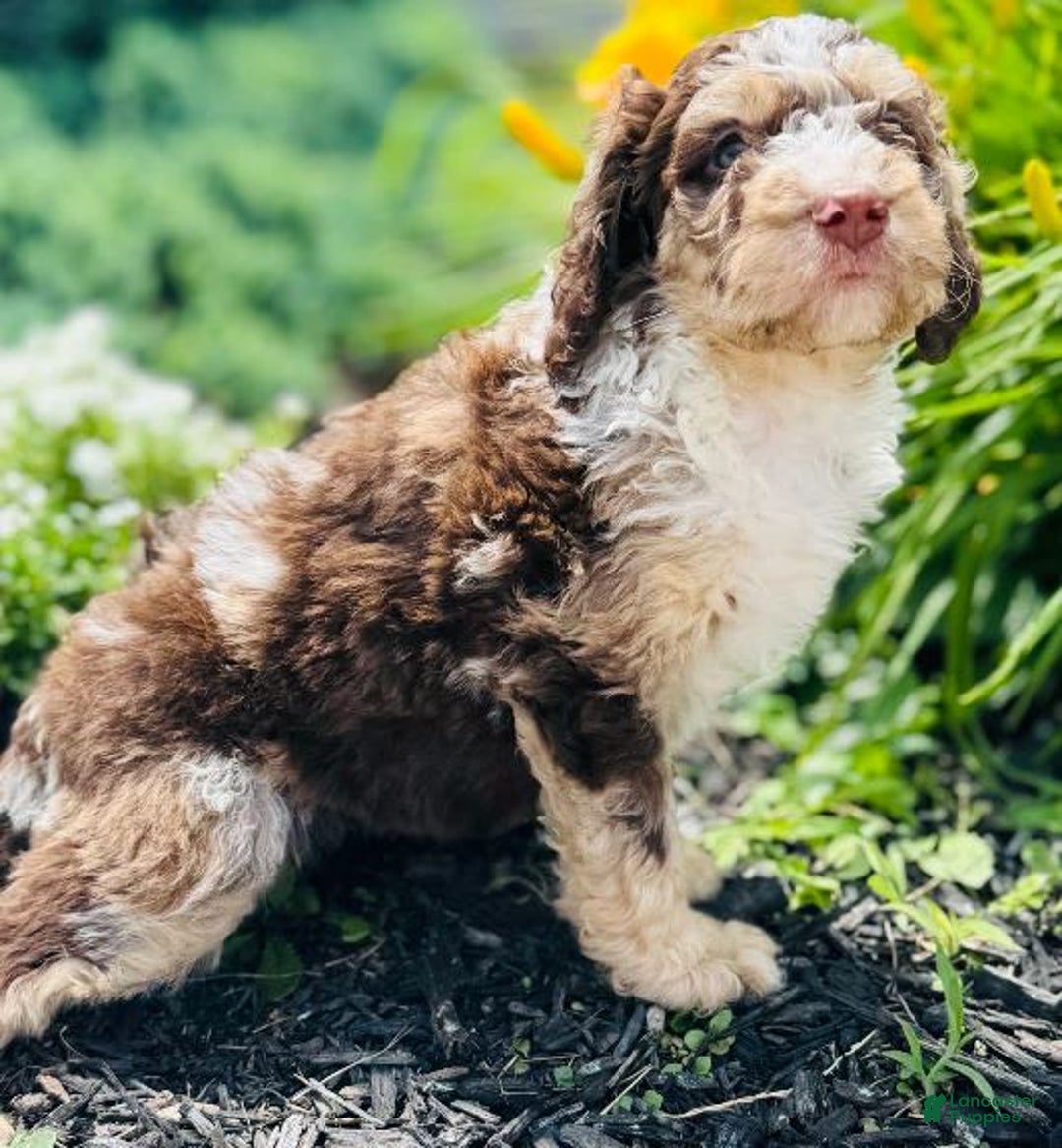 Bernedoodle dogs for sale: Coco - Image 2