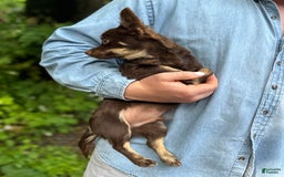 Chihuahua dogs for sale: Hershey - Image 12