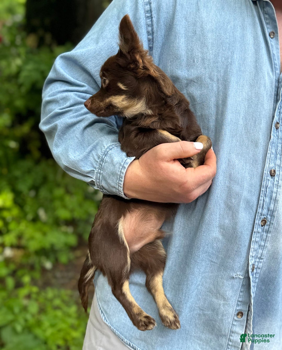 Chihuahua dogs for sale: Hershey - Image 12