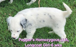 Dalmatian dogs for sale: Peppers Pink Girl - Image 21