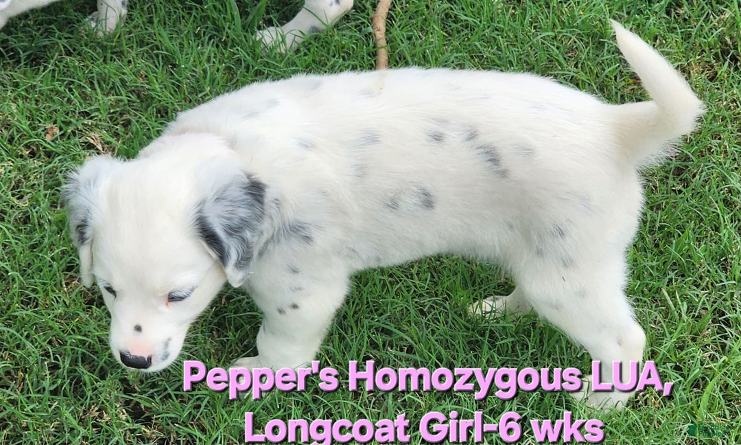 Dalmatian dogs for sale: Peppers Pink Girl - Image 21