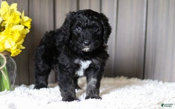 Sheepadoodle dogs for sale: Howdy - Image 4