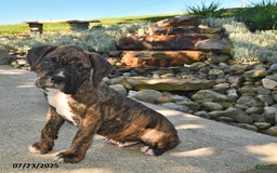 Boxer dogs for sale: Diesel - Image 4