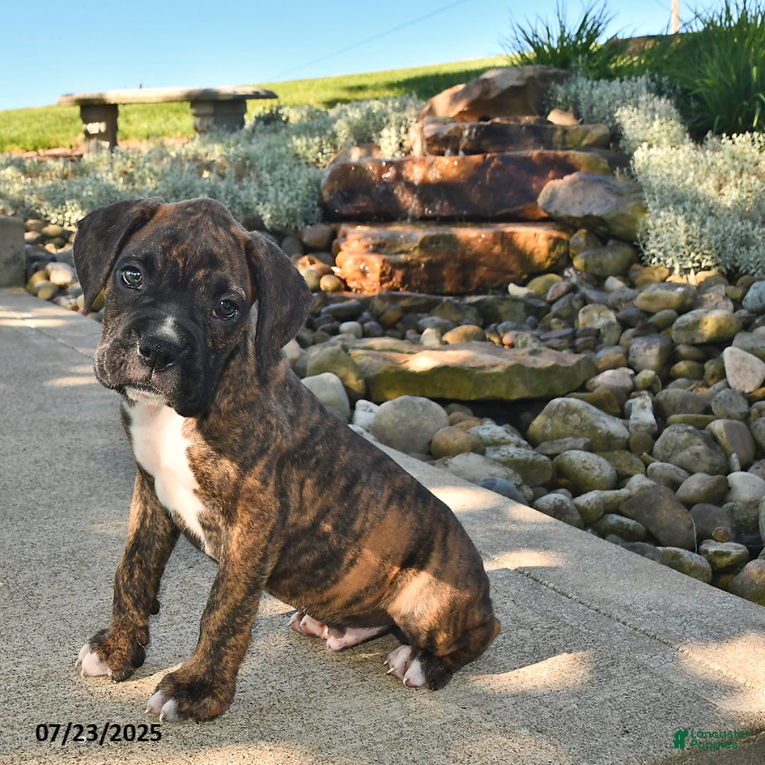 Boxer dogs for sale: Diesel - Image 4