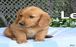 Golden Retriever dogs for sale: Leah - Image 2