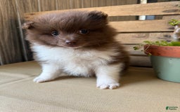 Pomeranian dogs for sale: Allison - Image 2