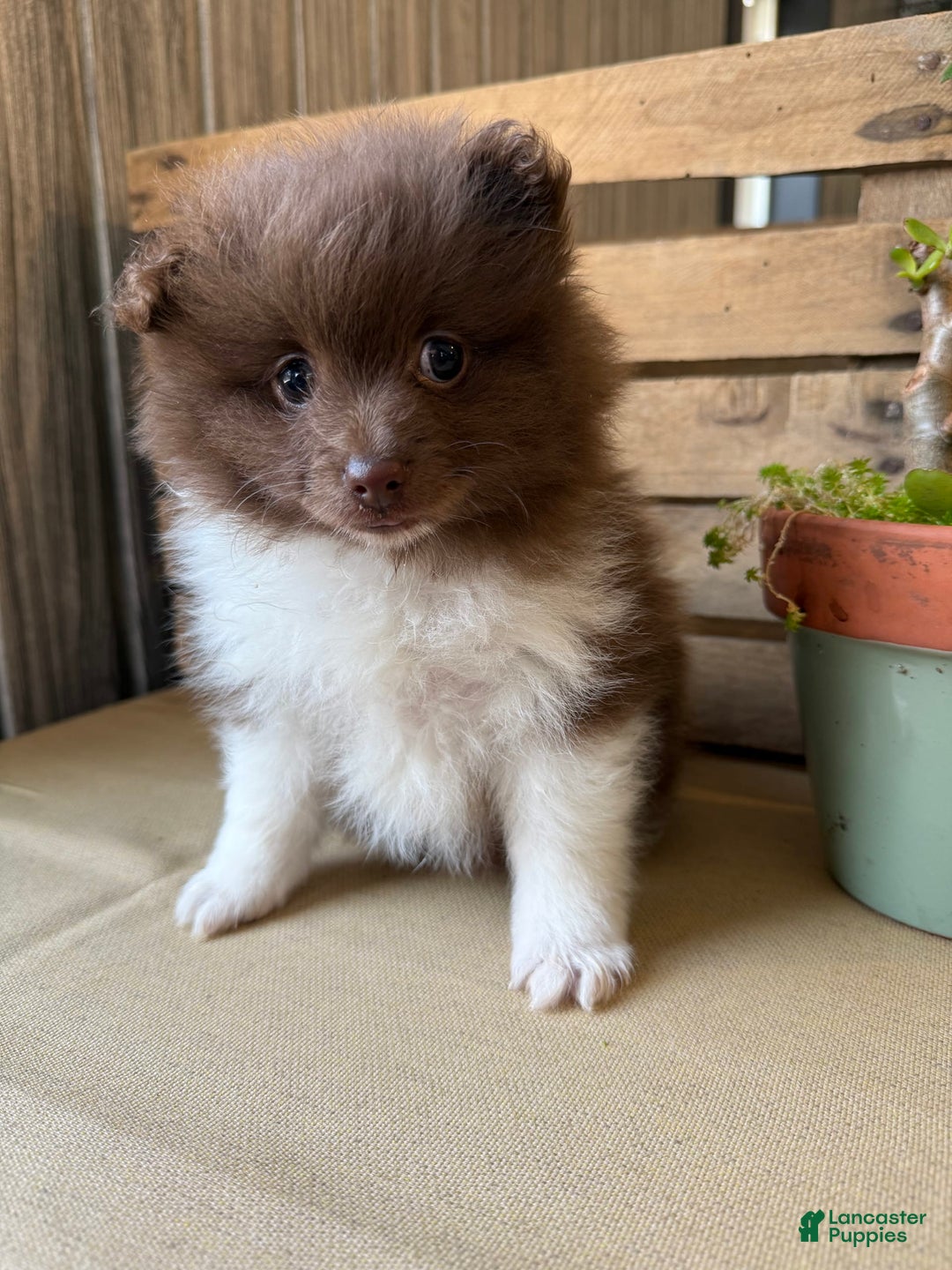 Pomeranian dogs for sale: Allison - Image 2